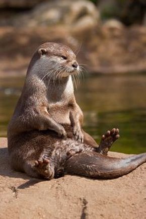 Fun Facts - Sea Otters