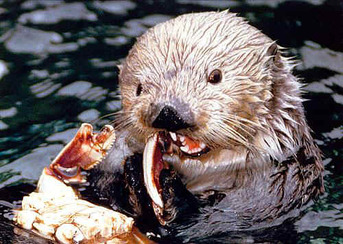 Respiration - Sea Otters