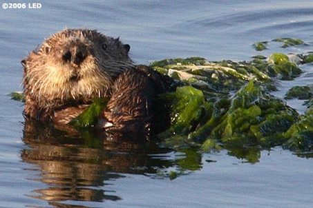 Habitat - Sea Otters